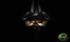 mdks_065_t1.gif